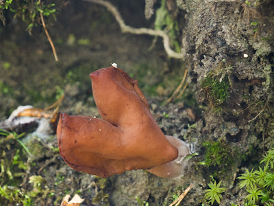 Gyromitra infula piestrzenica infułowata