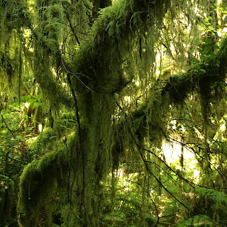 Baardmos, Usnea Barbata, visgraat baardmos, old man's beard, beard moss