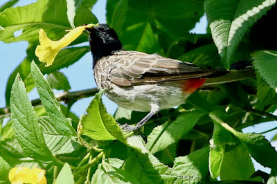 Red-vented Bulbul