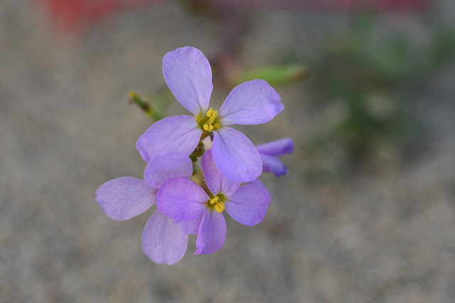 Cakile maritima