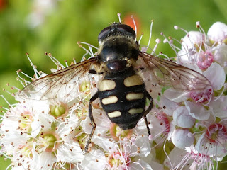 Sericomyia transversa - Séricomyie transverse