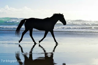 صور حصان , صور خيول عربية أصيلة , صور خيل