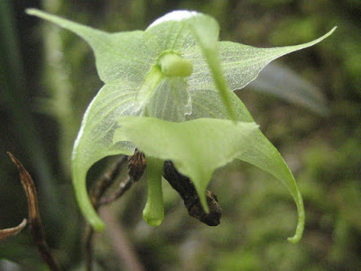 Aeranthes strangulata orchid plant care and culture