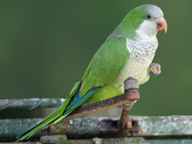 Green Parrot Bird