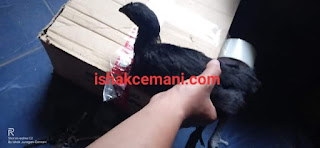 Pembelian Dua Ekor Ayam Cemani Betina Usia 3 Bulan