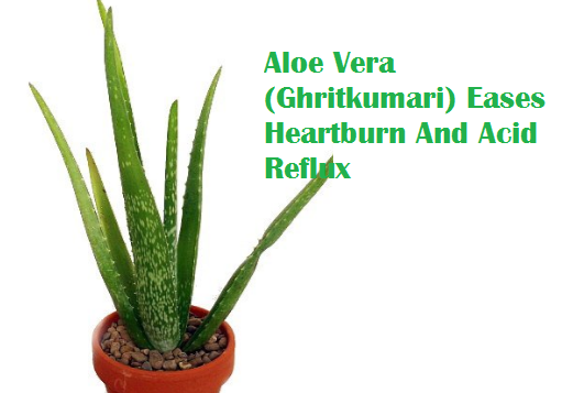 Aloe Vera (Ghritkumari) Eases Heartburn And Acid Reflux