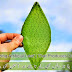 Amazing Artificial Leaf | That Produces Oxygen