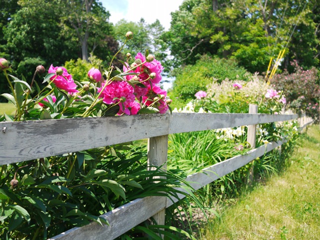 peonies_far