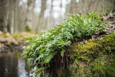 Ormbunkar i skogen