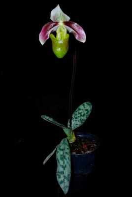 Paphiopedilum violascens orchid plant care and culture