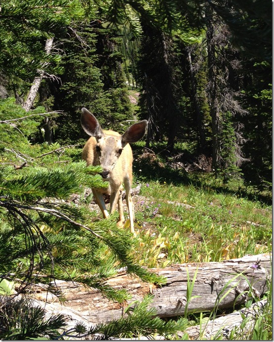 MuleDeer