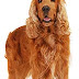 English Cocker Spaniel Allergies – Causes, Symptoms, and Treatment