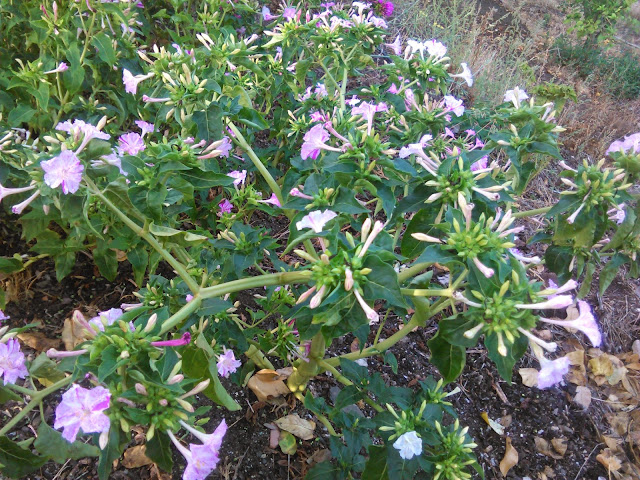 mirabilis jalapa