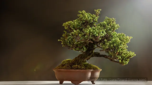 Jenis-jenis Tanaman Bonsai yang Cocok untuk Pemula