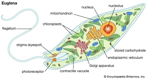 struktur Euglena phyta