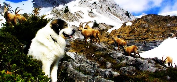 Cão Montanhês dos Pirineus