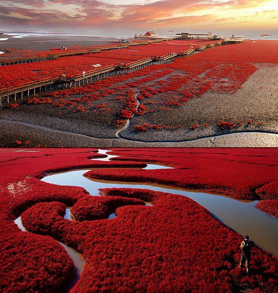 tumblr m33k44ddqw1r4hsyyo1 1280 من أجمل شواطئ العالم ’’ الشاطئ الأحمر ’’ في مدينة بانجين بالصين