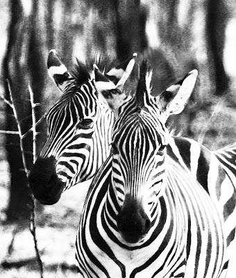 Zebra face Gallery Image