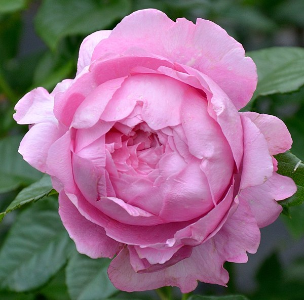 Chantal Merieux сорт розы фото