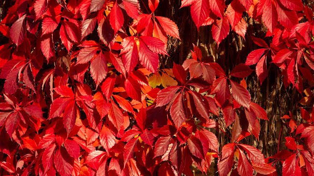 Девичий виноград пятилисточковый (Parthenocissus quinquefolia)