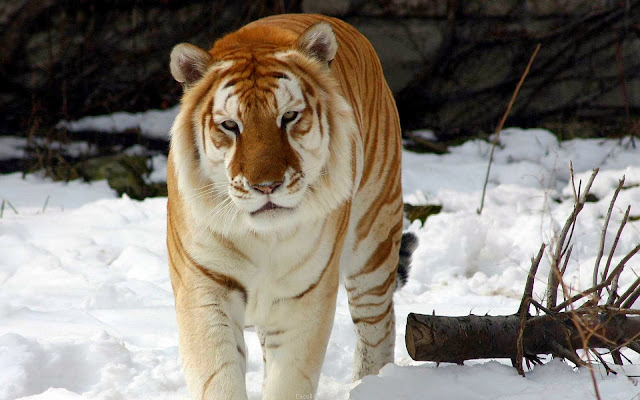 Best Tiger HD Wallpaper Free