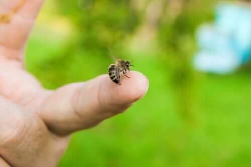  Cách chữa ong đốt: 4 loại tinh dầu tự nhiên chữa ong đốt  hiệu quả