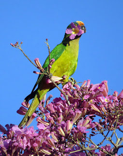 Peach-fronted Parakeet