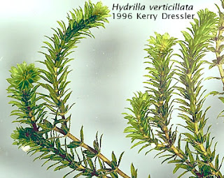 Hydrilla verticillata