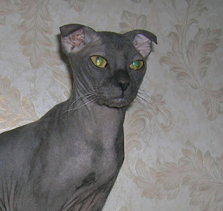 Ukrainian Levkoy Cat