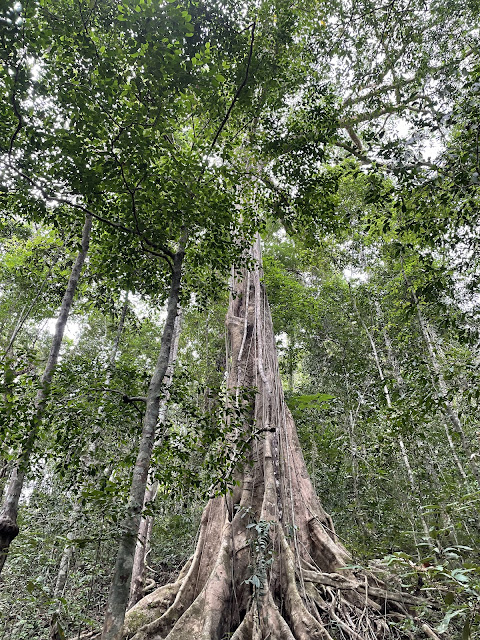 Mt. Pico de Loro Hike, April 2024