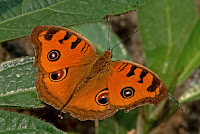 Junonia almana