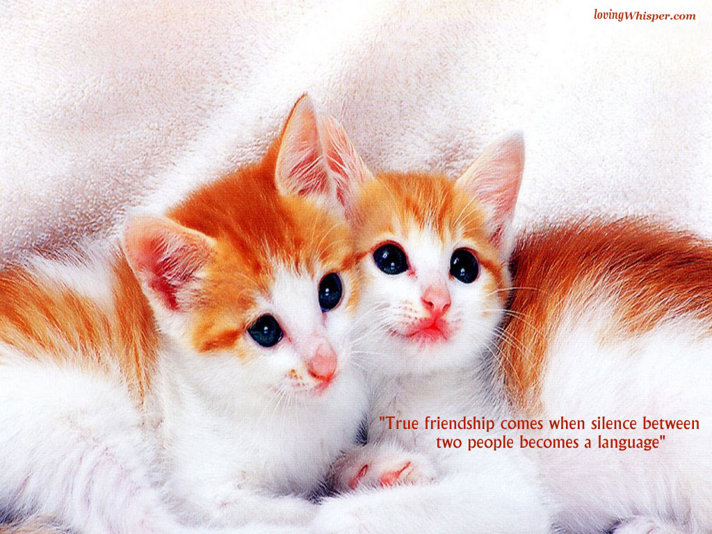 friendship wallpapers 2014
