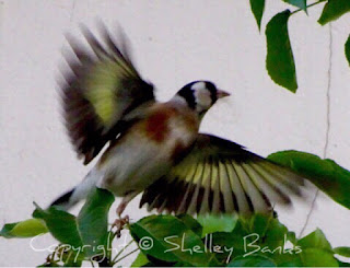 Goldfinch. Carassonne. Copyright © Shelley Banks, all rights reserved.