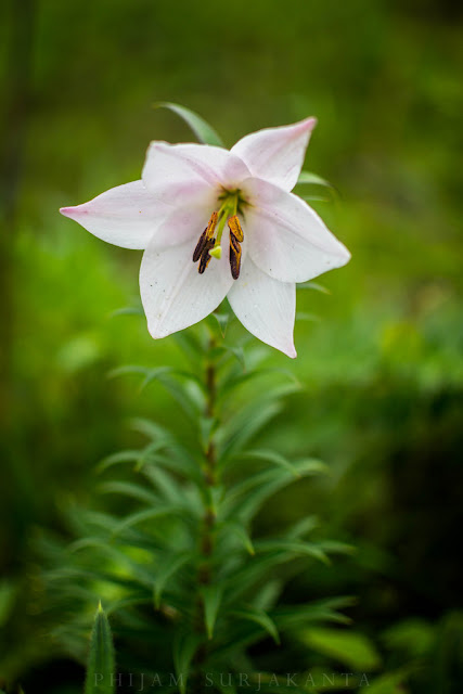 Shirui Lily Ukhrul