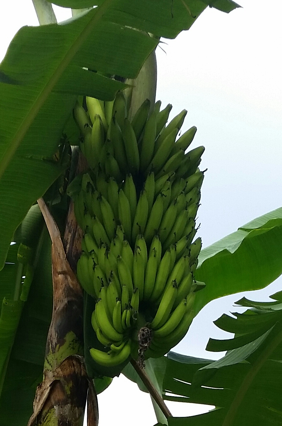 Warisan Petani: Buah Pisang 2