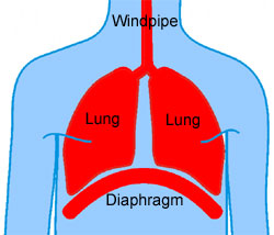 Hemidiaphragm - Right, Left, Paralysis, Treatment