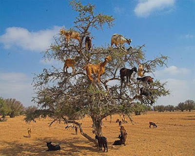 Gambar Dan Video Kambing Panjat Pokok Di Maghribi