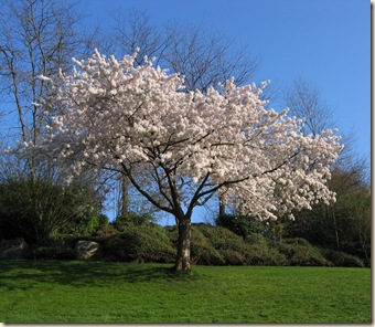 Cherry Blossom