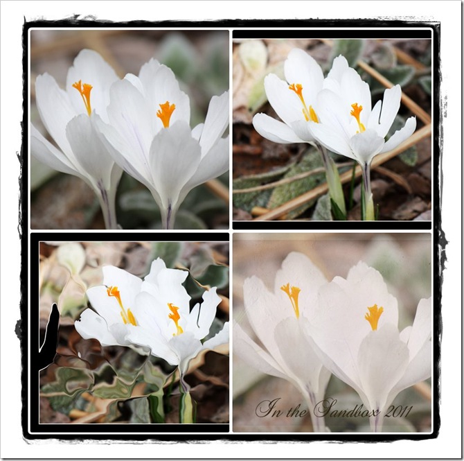 crocus mosaic