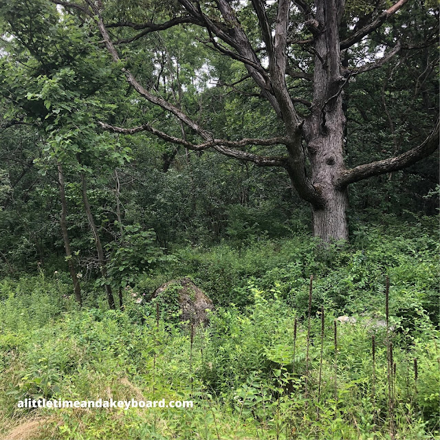 An interesting tree intrigues in the forest at Fox Bluff Conservation Area