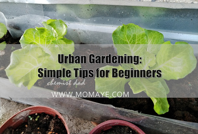 tips on urban gardening,urban gardening,gardening,home,home and living,urban garden,