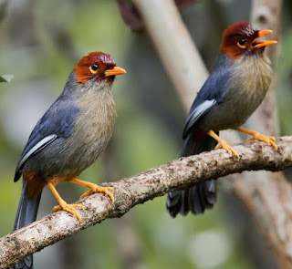Suara burung Poksay Borneo