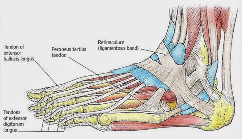 Foot And Ankle Tendons And Ligaments - reersheni