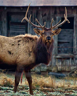 Big Bull Elk by Highway 43 3 Miles from Ponca