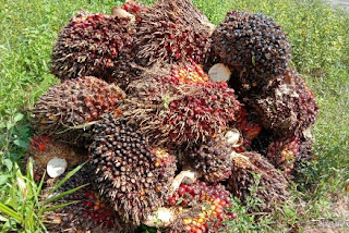 foto Tandan buah segar (TBS) dari perkebunan kelapa sawit di Riau