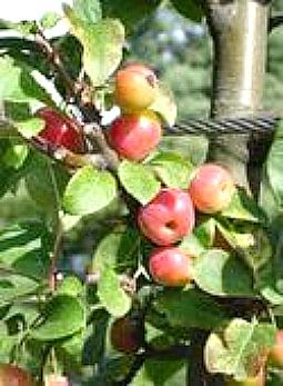 Kauffman's Fruit Farm and Market in Bird-in-Hand Pennsylvania