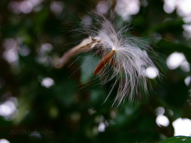 Trachelospermum asiaticum