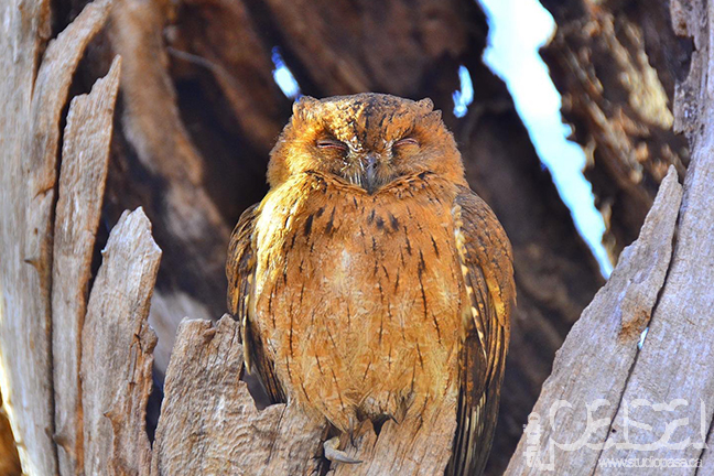 Owl | Madagascar