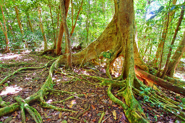 Sage Mountain National Park, Tortola