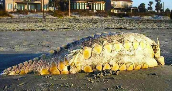 Ikan Aneh Terdampar di Pantai Amerika